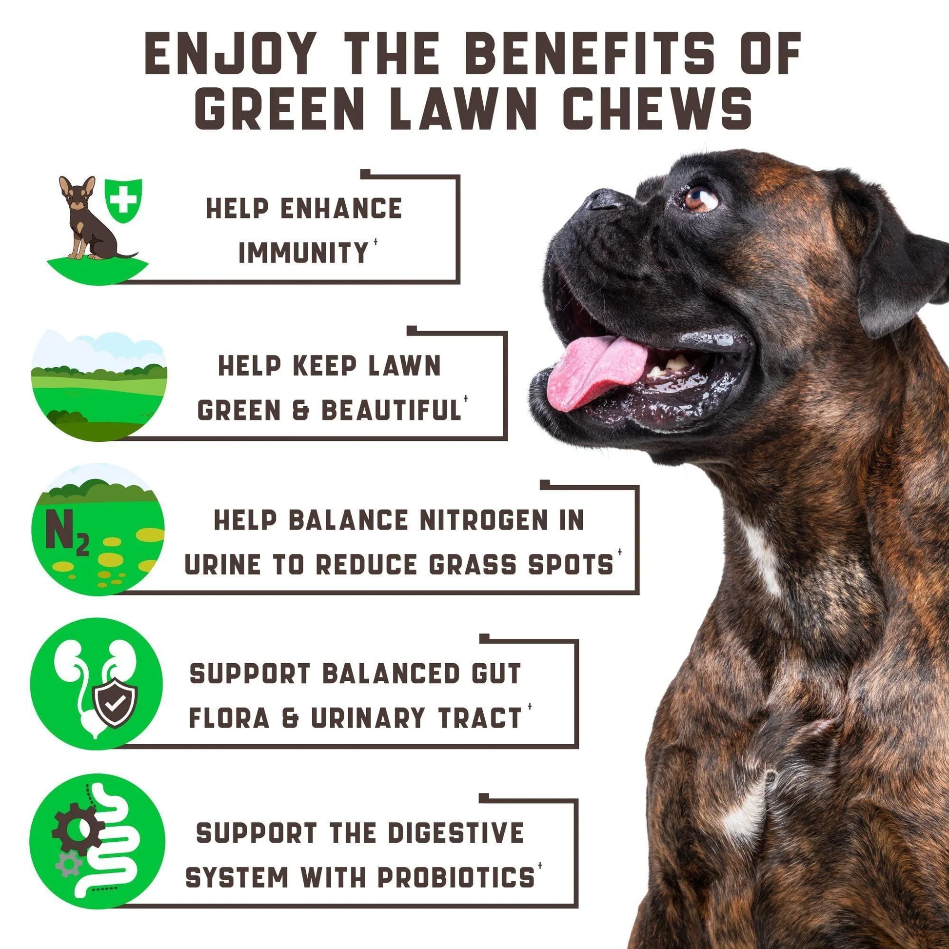 Green Lawn Chews for Dogs Cranberry ACV Digestive Enzymes Natural Dog Urine